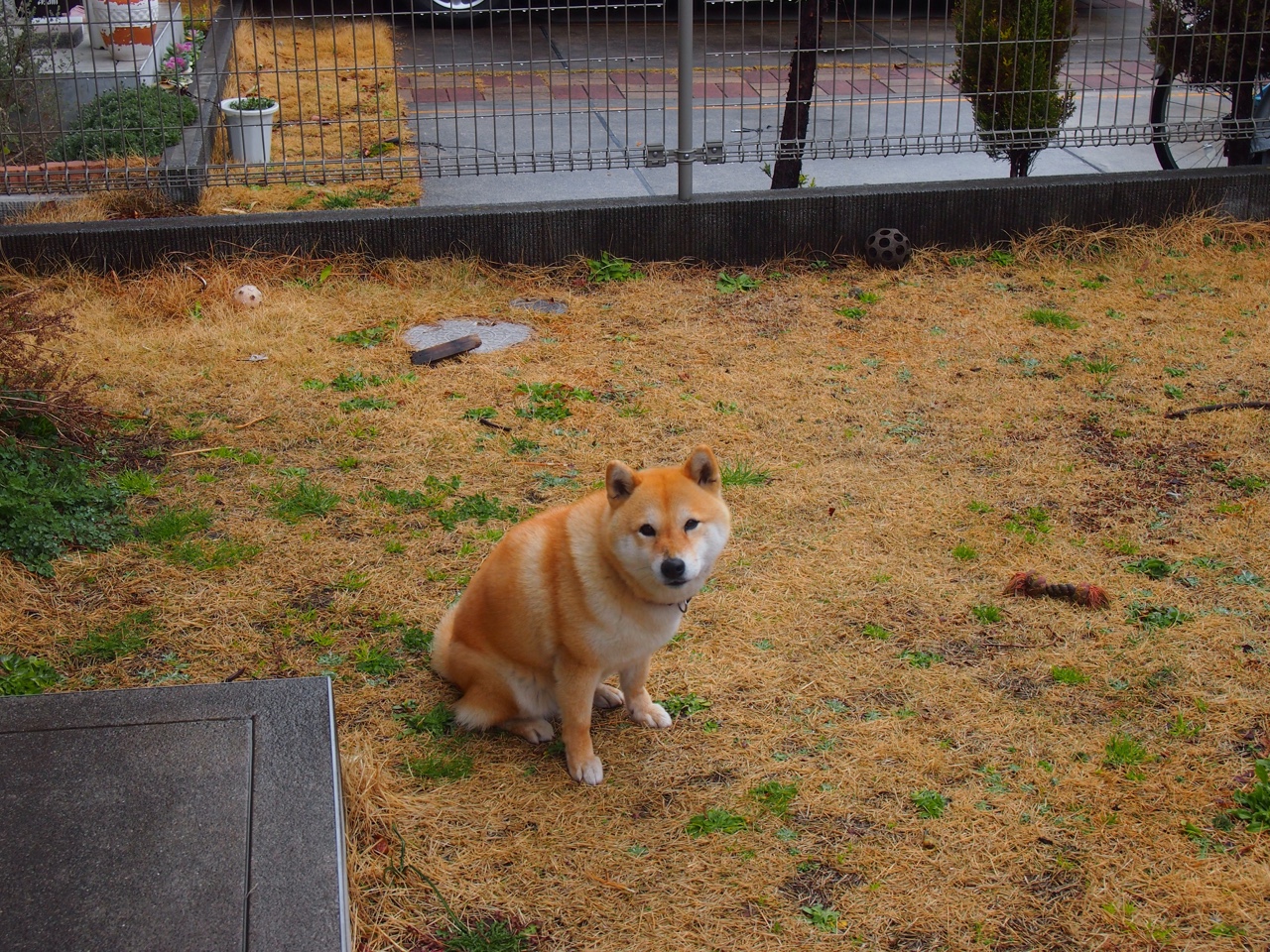 沙漠法则,当新疆驼铃压碎菲尼克斯太阳,西亚卡姆在绿洲独舞