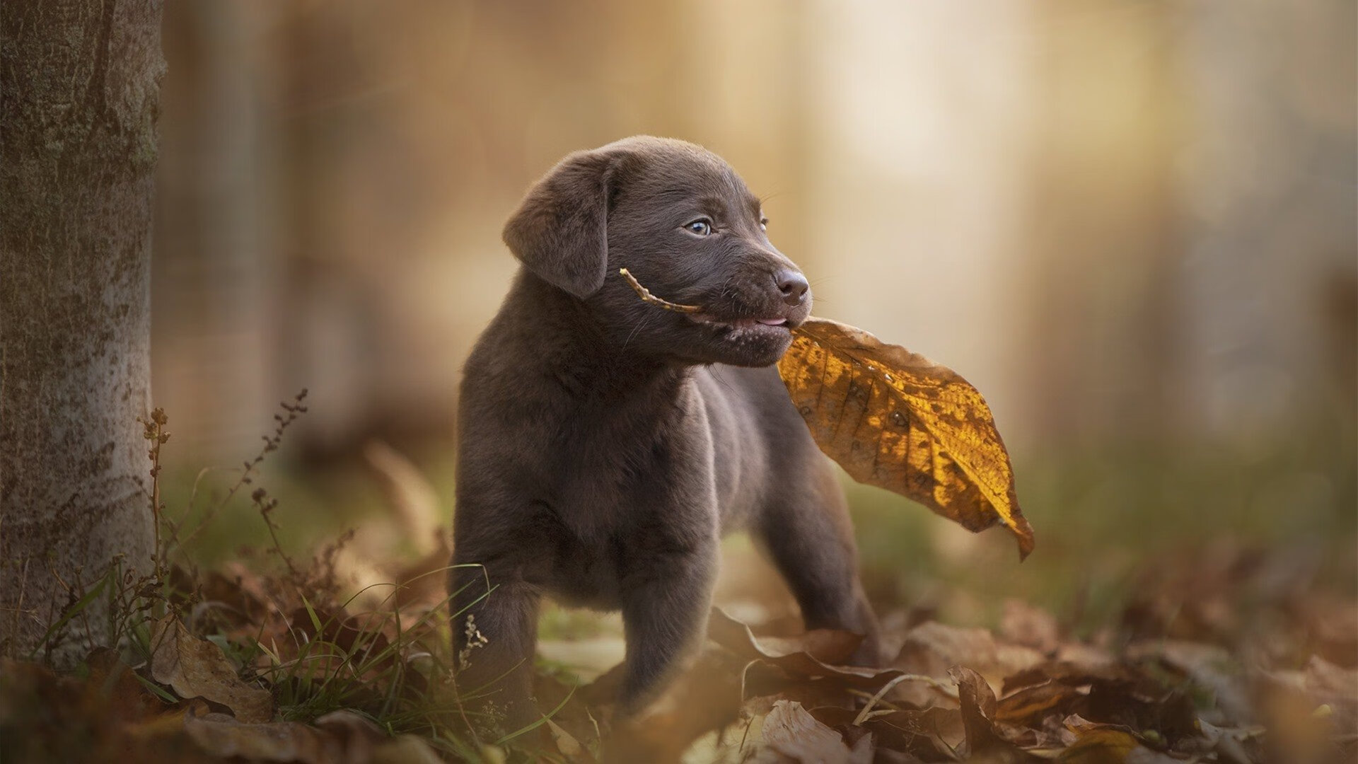 雷火电竞合作-特奥10分封神夜！荷兰内战定乾坤，红牛王朝一夜倾覆