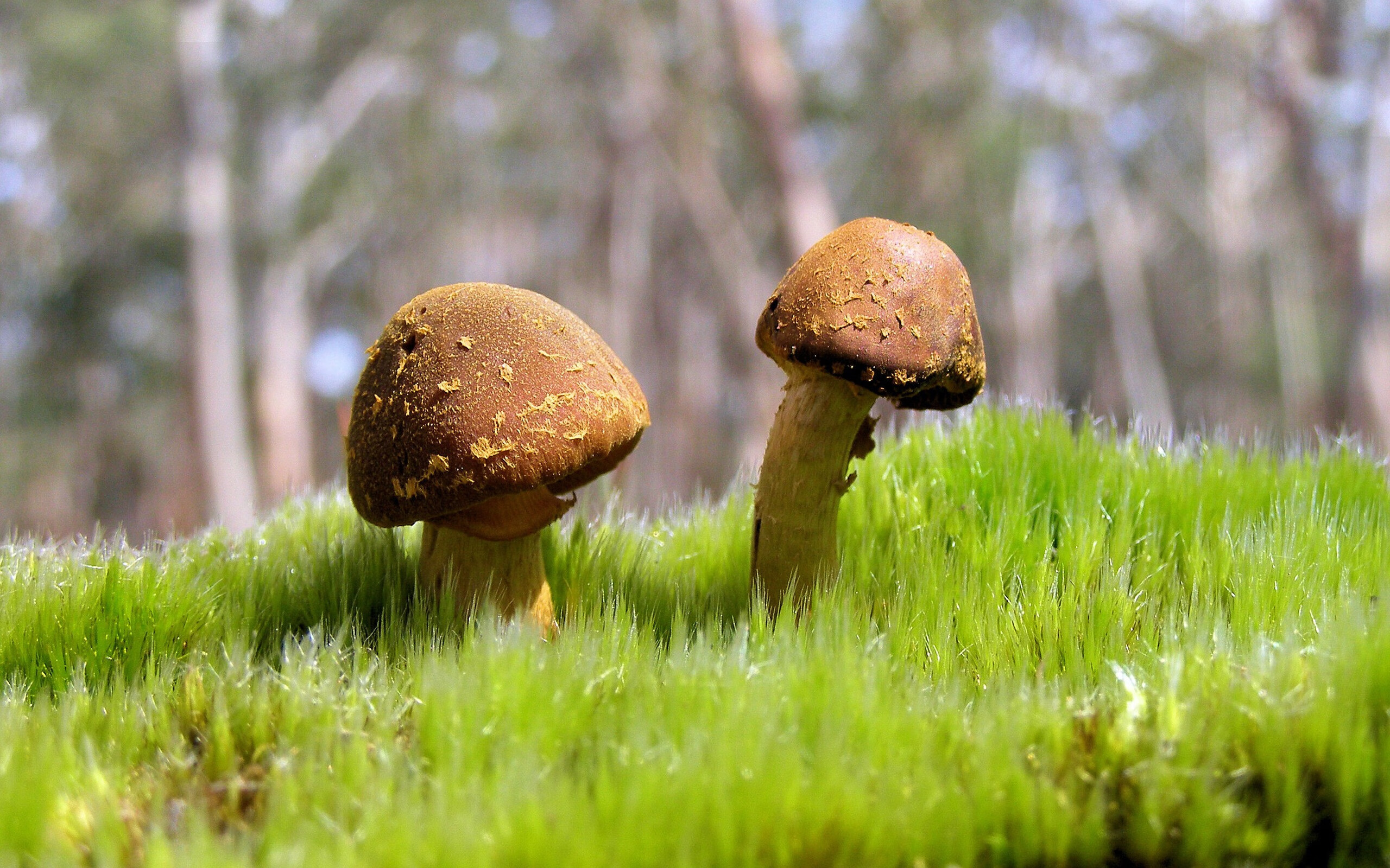 雷火电竞主播-利拉德，那柄划破费城夜幕的银色手术刀