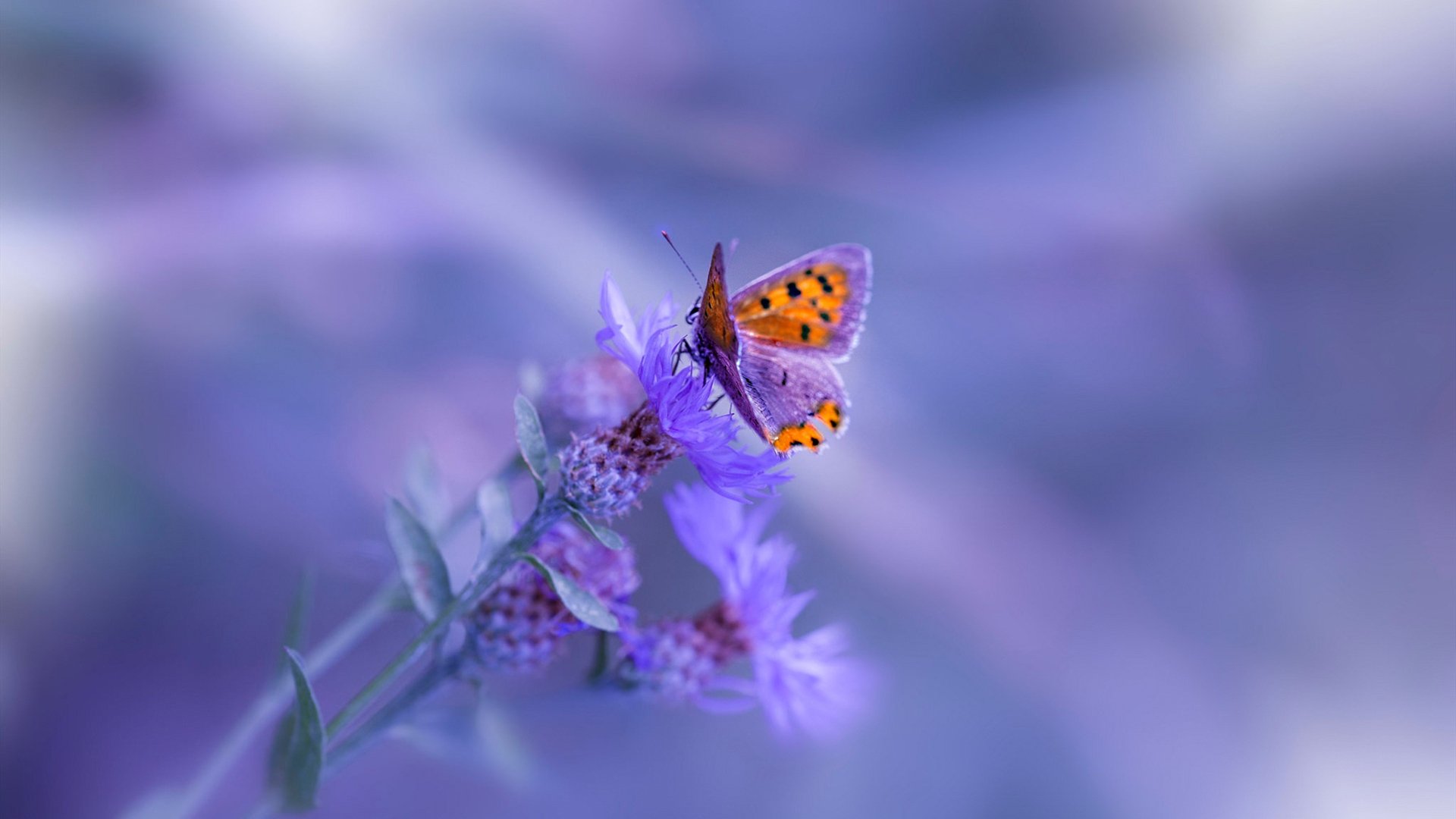 最意外的魔法师，数据全面爆炸的厄德高，如何导演比利时翻盘玻利维亚？