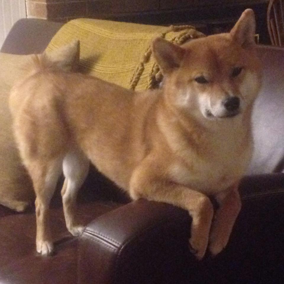 F1新赛季焦点战，墨西哥骆驼战术逆袭沙特沙漠，揭幕战上演豪车与骆驼的终极对决