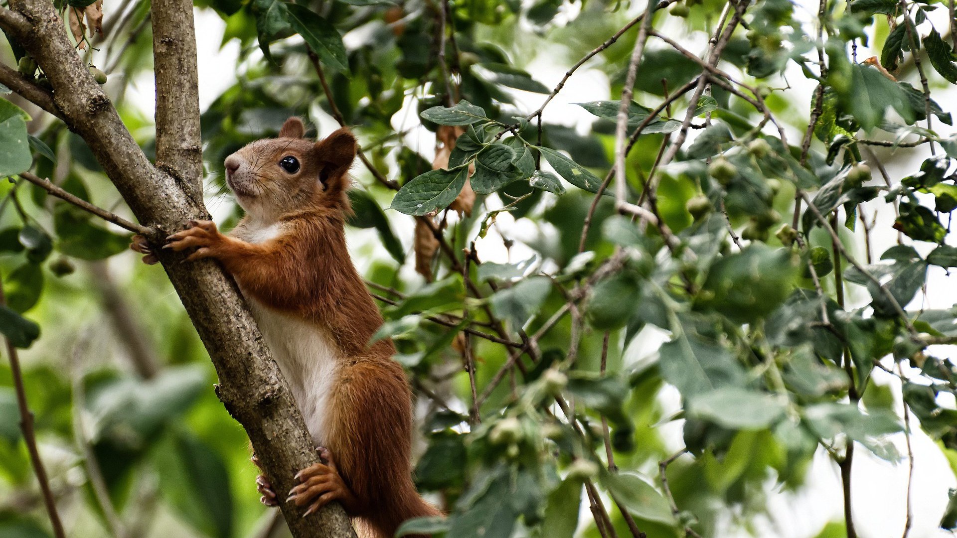 雷火电竞简介-扩展思维后的文章标题
