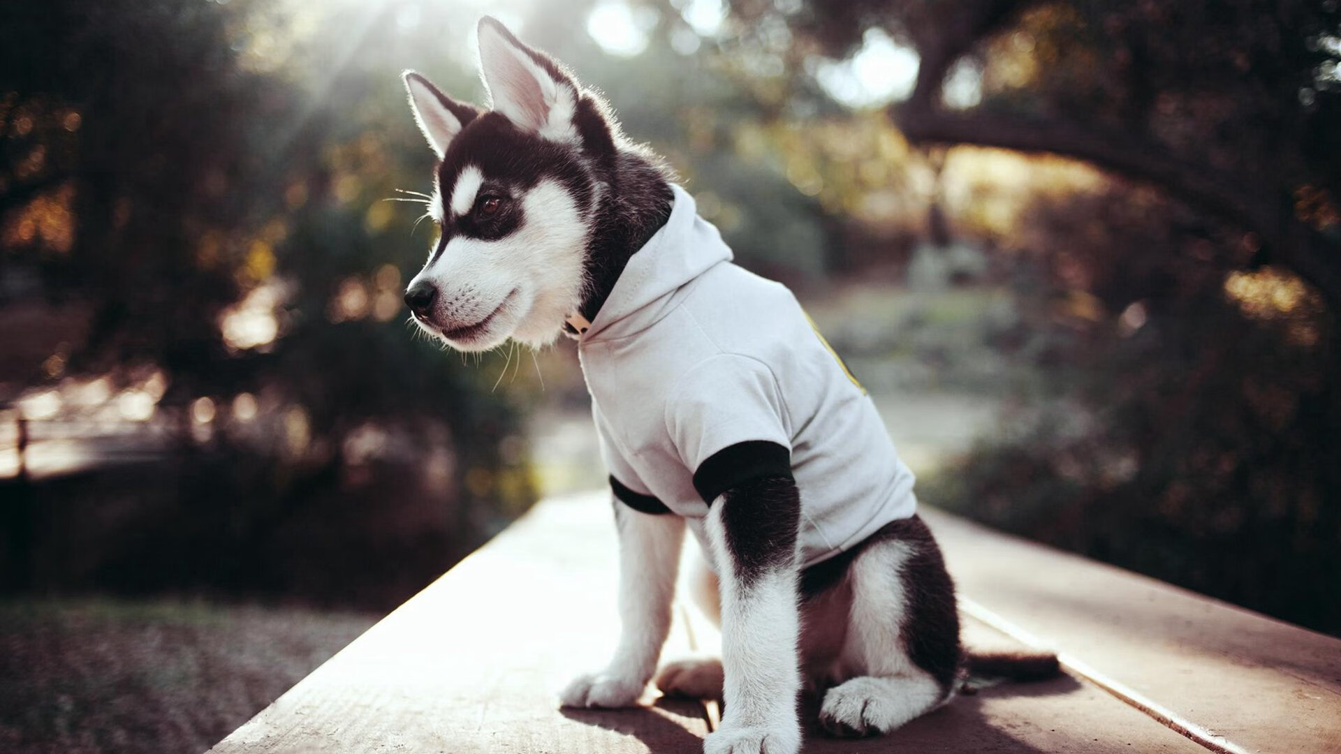 雷火电竞亚洲先驱-足球宇宙的一次大爆炸，当安哥拉的阿克，在马德里点燃超新星