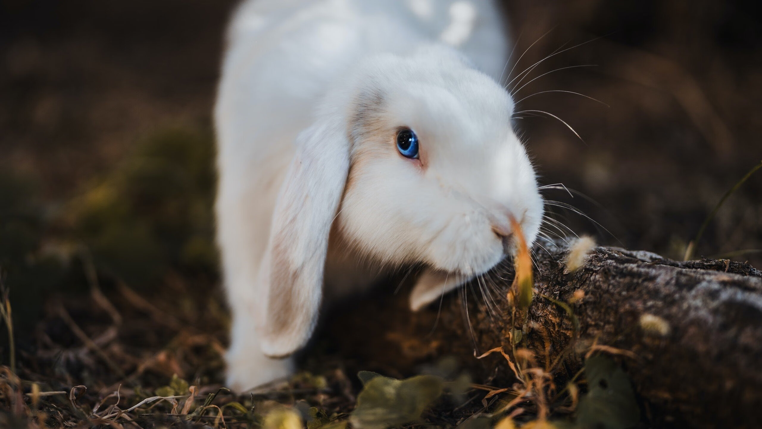 雷霆万钧之下，奇才的奇迹之夜，西决生死战逆转史诗