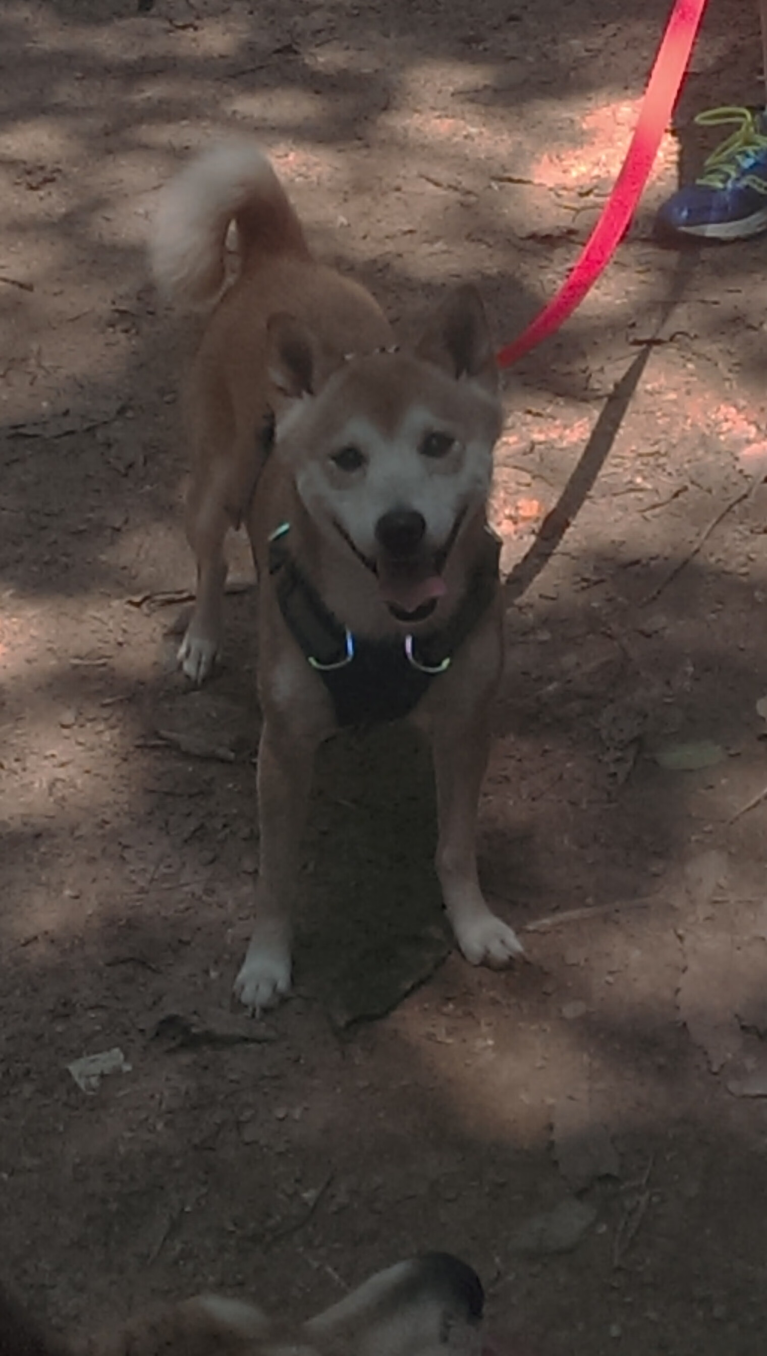 雷火电竞网址-当丹佛之王降临天山，约基奇50+三双跨界统治公牛对阵新疆队梦幻对决