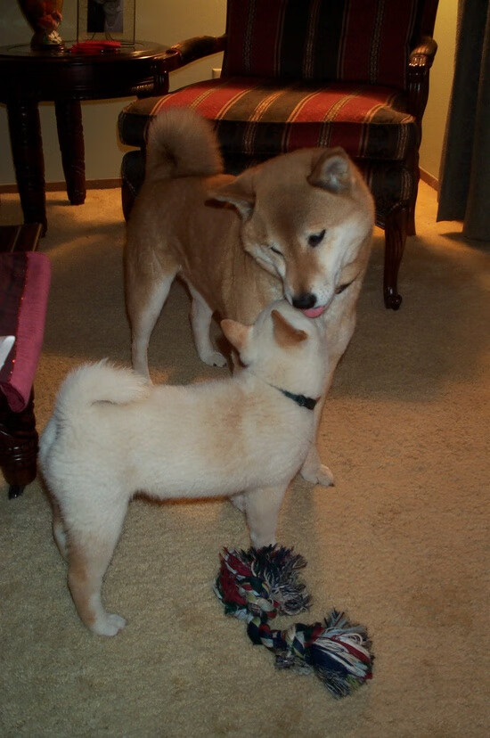 雷火电竞网站-卢卡库，足球场上的英格兰队，专克澳大利亚式硬仗