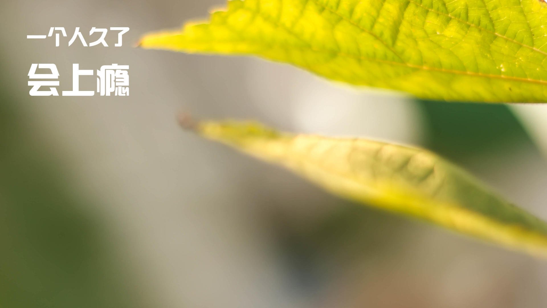 雷火电竞合作-高墙之下，星光沉寂，库尔图瓦的终极救赎之夜