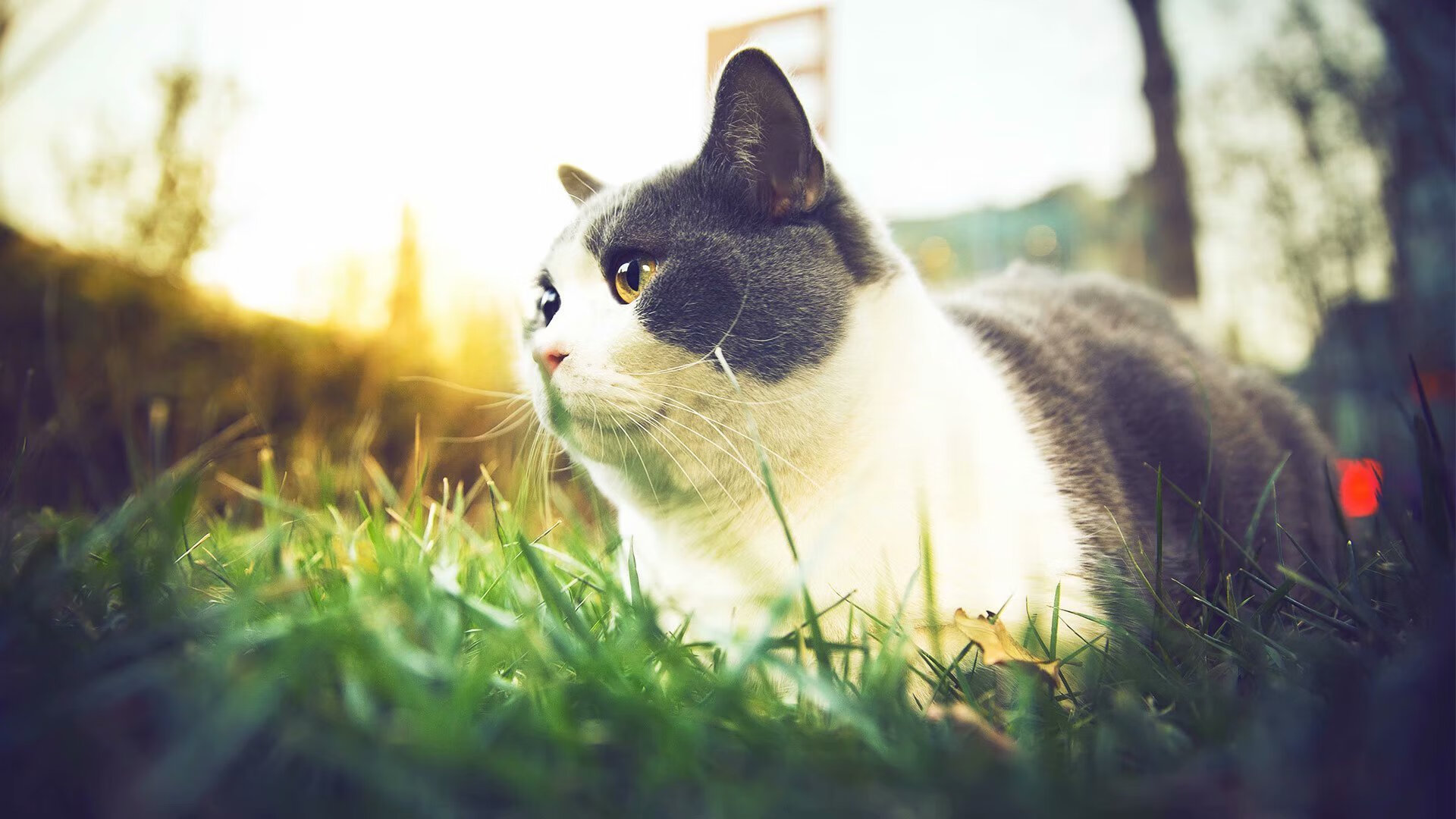 跨界启示，当哥斯达黎加横扫国际米兰的战术照亮NBA总决赛的舞台