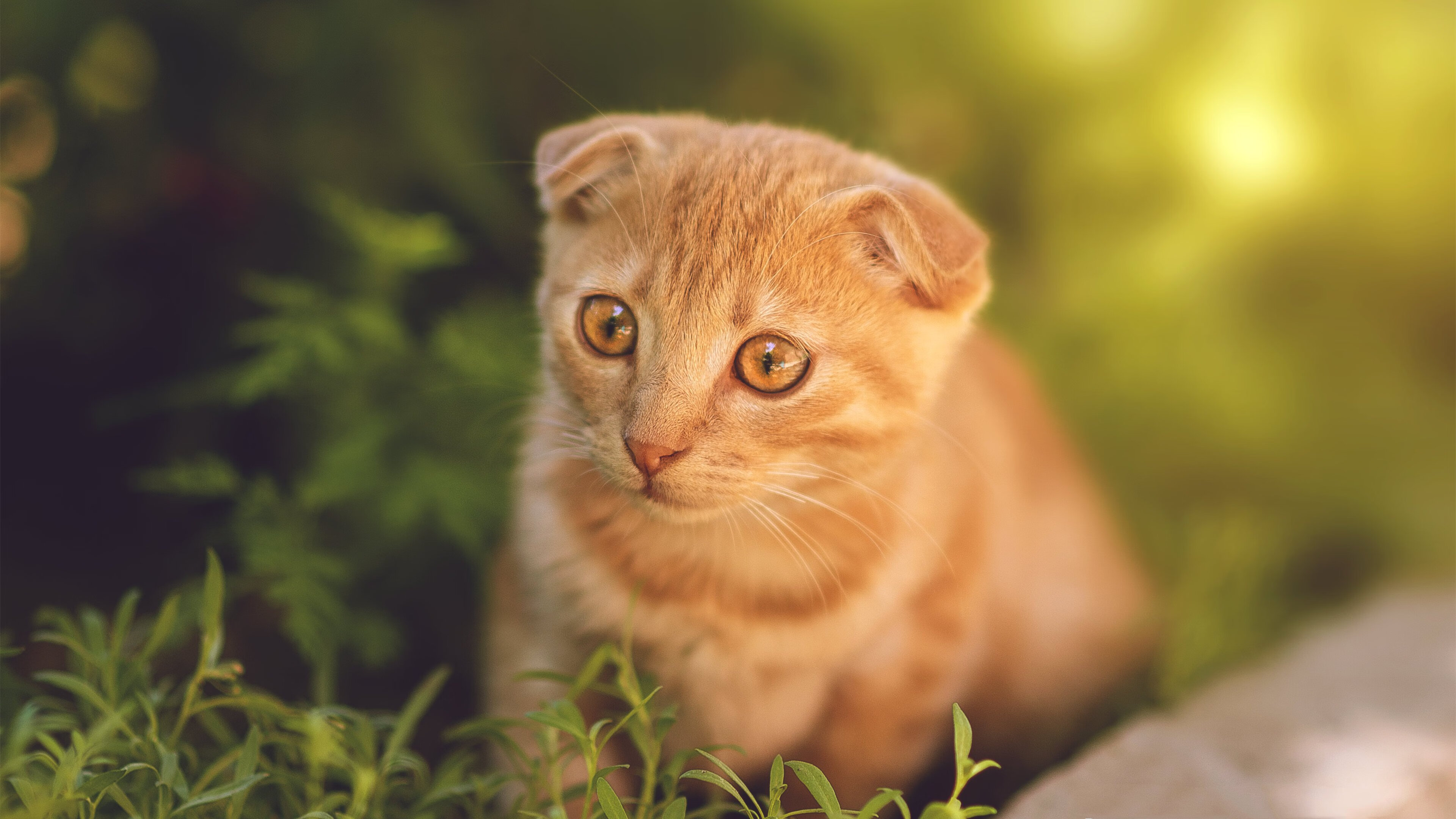 费城新王，杰伦·格林在旧主面前献上最冷酷的成长宣言