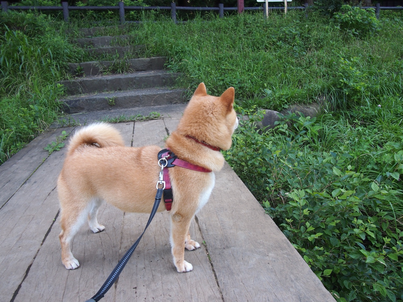 引擎轰鸣与红色闪电，当活塞压制步行者，布伦森在F1街道赛接管比赛
