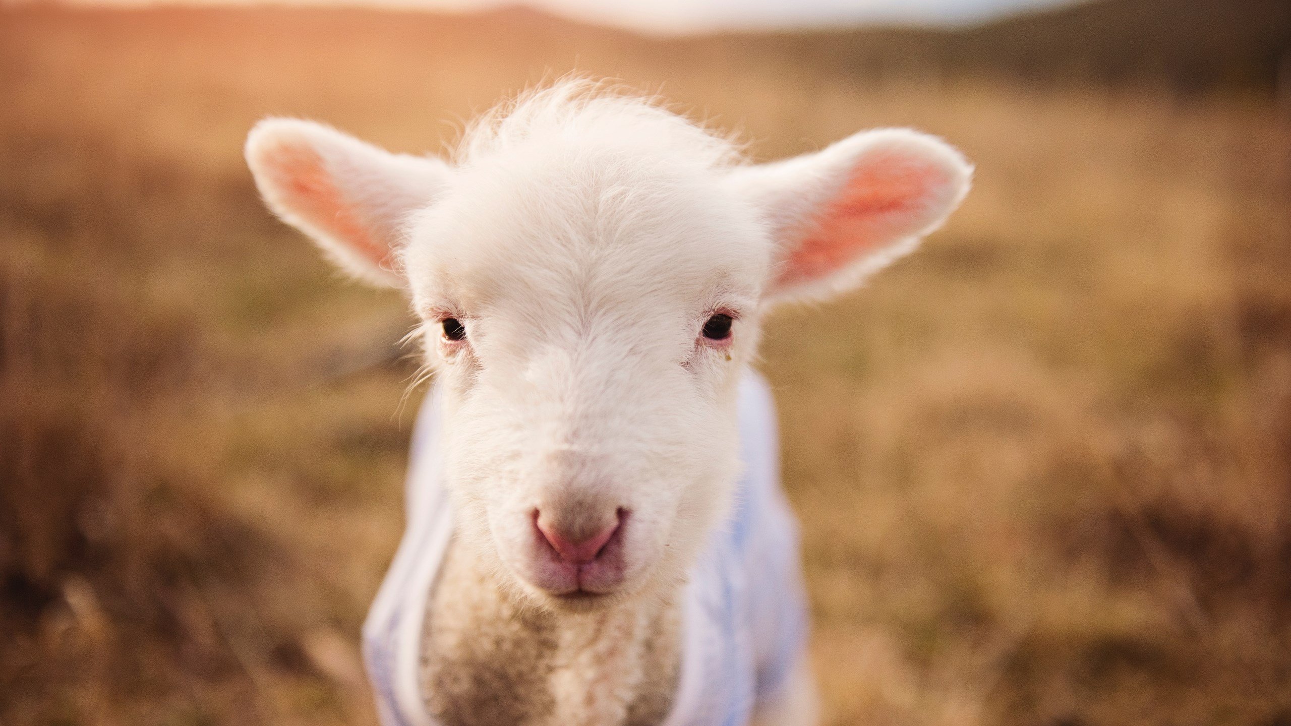 坎特法则，奥运周期的隐秘钥匙与一场决定性的夜战